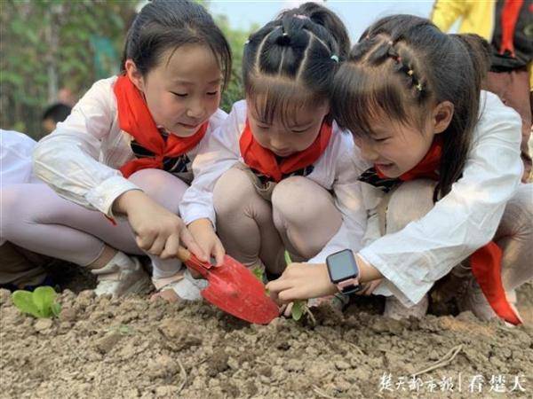 红薯|种菜、摘菜、挖红薯，武汉4所小学百余名学生当“小农夫”
