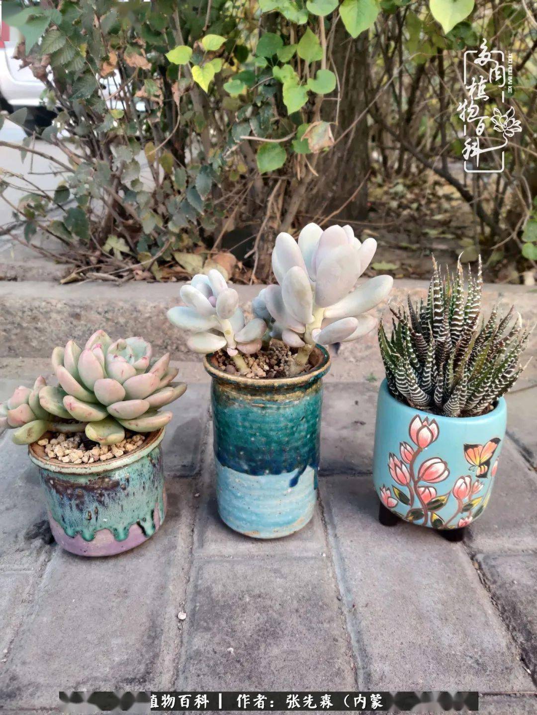 多肉小花盆10个一组 3bf655e6b7f448378d2d772f7c55a718.jpeg