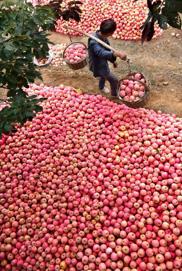 沂源|山东沂源：金秋苹果迎丰收