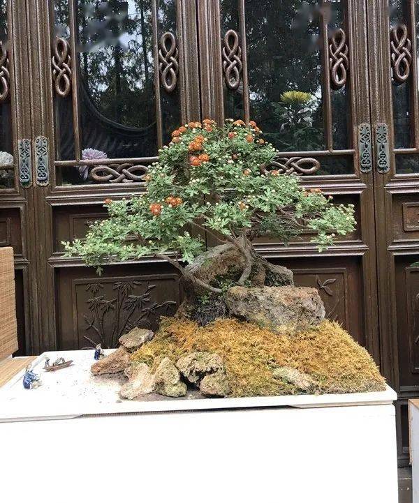 菊花也玩跨界?盆景菊在上海植物园菊花展闪亮登场