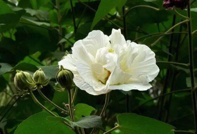 千林扫作一番黄，只有芙蓉独自芳_宜霜