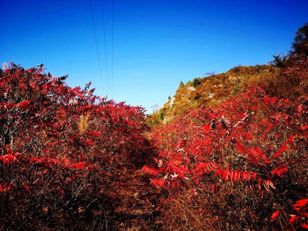 沙石峪的"红叶大道"也如期而至