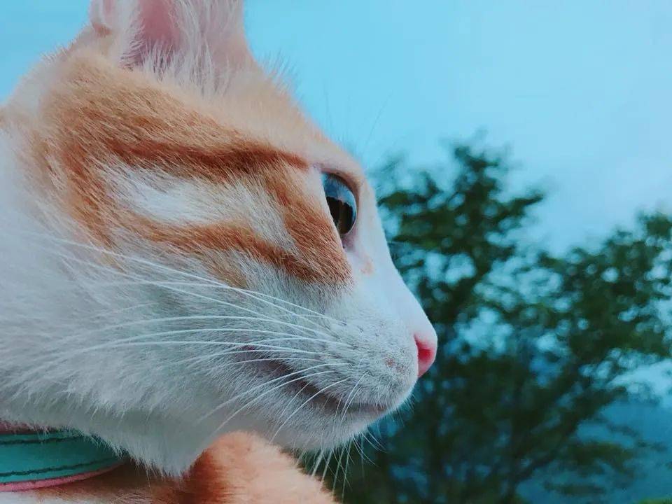 怎么做玩具小猫的衣服 79f7b124438c4eb48662ba311d8d6baa.jpeg