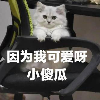小猫|2万人围观“宋朝人买猫下聘礼”，古代铲屎官：别小瞧这行