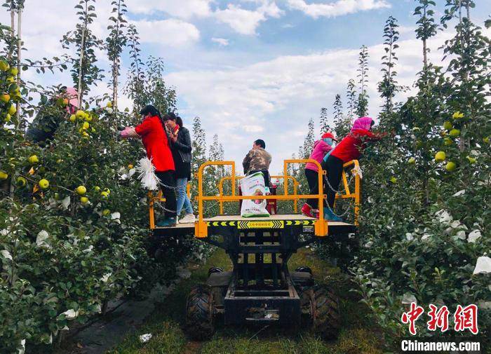 甘肃平凉山沟沟遍现“苹果乐园”