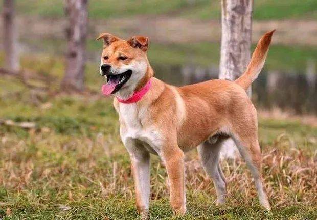 狗狗怎么养更长寿 aa781c37d4754ae0b7136ed18e5f38df.jpeg