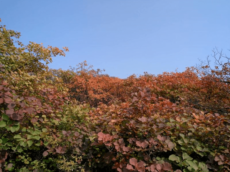 大安山赏红叶