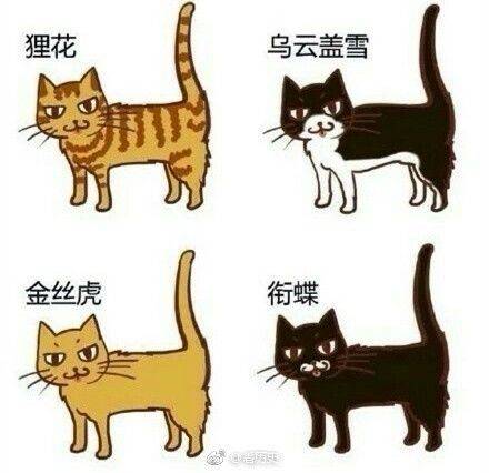 小猫|2万人围观“宋朝人买猫下聘礼”，古代铲屎官：别小瞧这行
