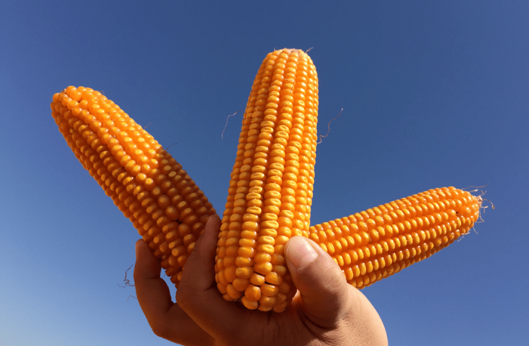 b0f0ff6795684f789f1636f3e36384b3.png