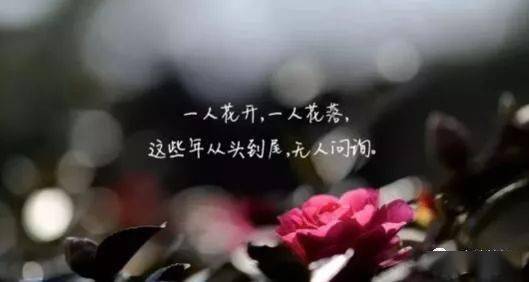 我的情深你若懂的简谱_我的情深你若懂配图