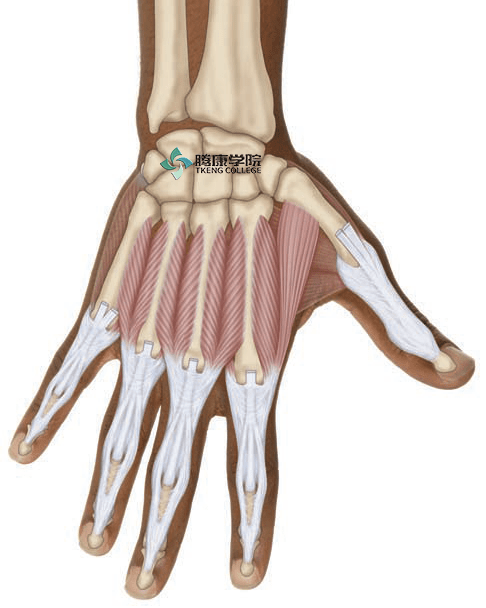 起点:第1~5掌骨相邻的掌骨两侧 止点:第2~4指指背腱膜.