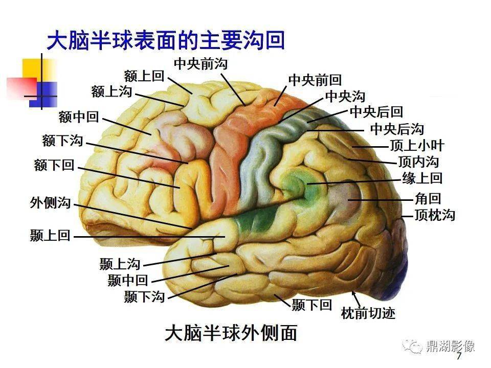 值得收藏,高清大脑解剖图谱