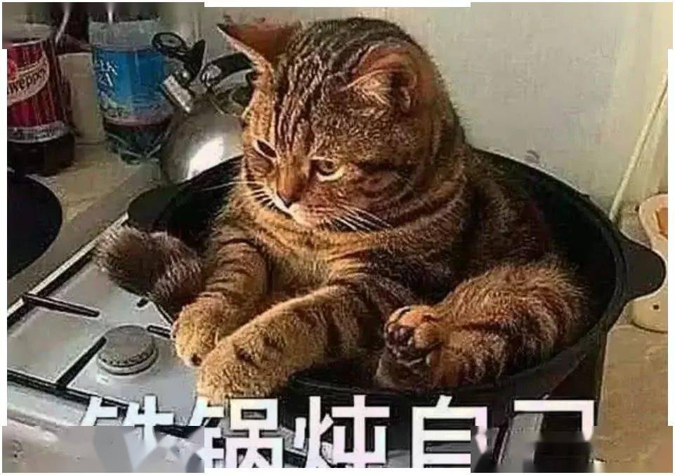 猫咪喜欢玩"铁锅炖自己",还带坏小主人,铲屎官:心里苦