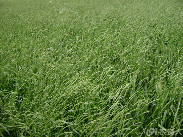 麦田恶性杂草什么时候防治最佳,这几种药效果较好