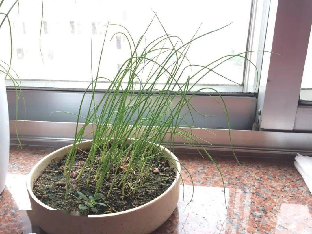 什么时间种小葱是最佳时期 15267129add44decaa5db4e325fa0a34.jpeg