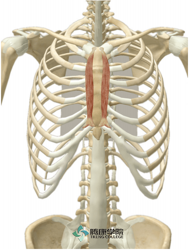 胸骨肌使胸前屈的肌有胸骨肌,胸大肌和腹直肌,这些肌的筋膜点在胸骨的