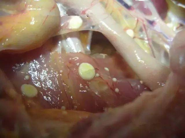 部分病死鸡肺脏可见灰白色霉菌结节; 肠道黏膜脱落