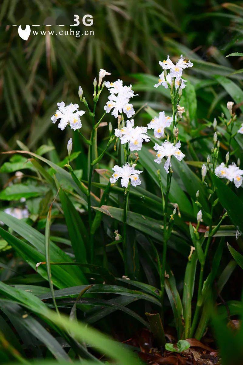 每日植物 日本鸢尾 iris japonica_蝴蝶花