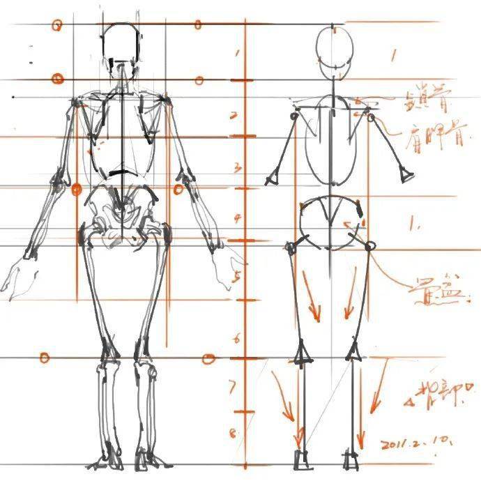 手绘基础教程丨一组非常实用的人体结构头身比对照图