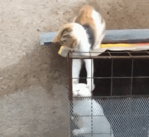 猫咪笼外面偷兔子,拎兔子耳朵出来,结果让它很无奈!