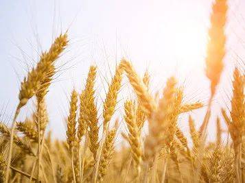 赏析|为什么要爱惜粮食？在古诗中一起读懂勤俭美德