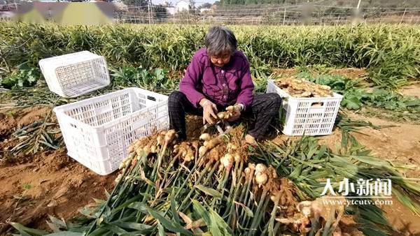 栖霞十里庄果园里套种大姜喜获丰收