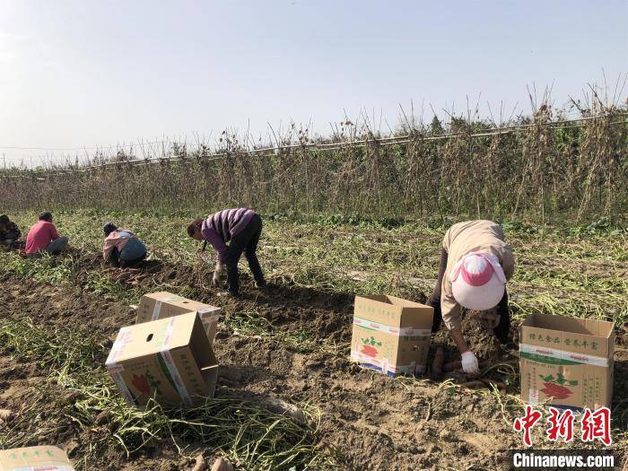 梁婷|湖北老河口蔬菜走上香港市民餐桌