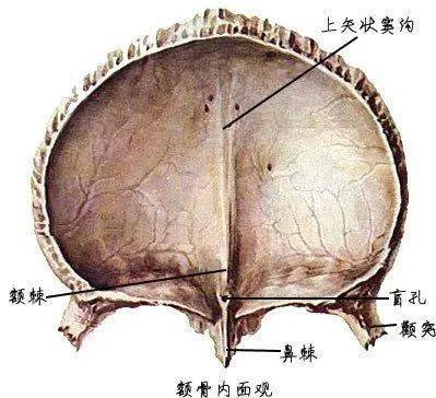 全身骨骼解剖图