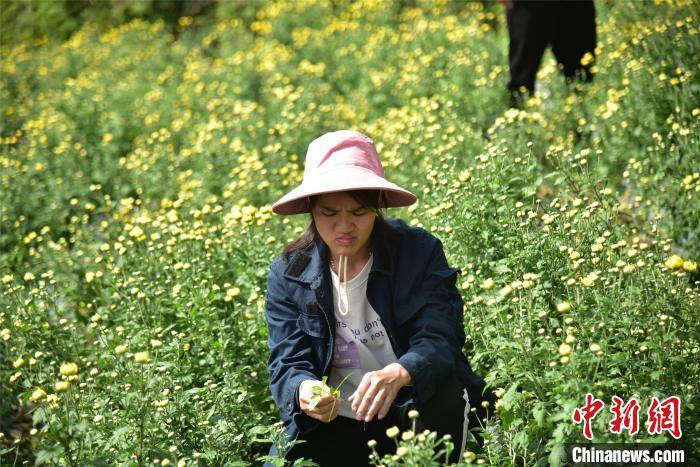 韦海周|广西贫困村种植百亩菊花 打造美丽产业助脱贫