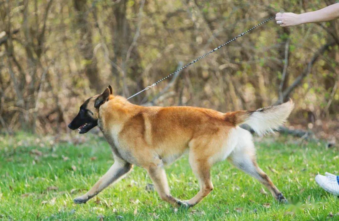 两个相似但不同的品种:德国牧羊犬和比利时马林诺斯犬