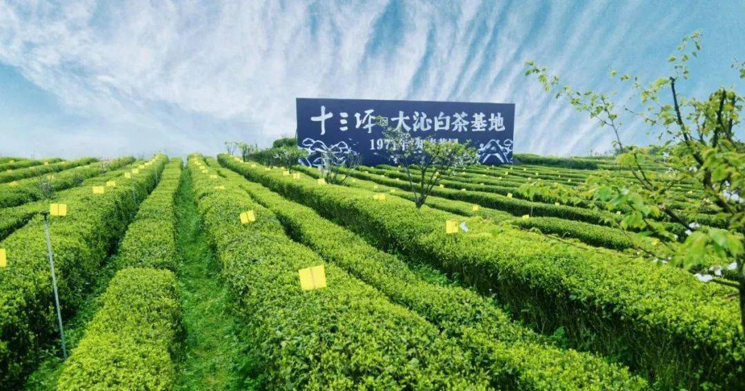新会|配福鼎白茶，陈了10年的老滋味，醇厚甘甜！新会陈皮