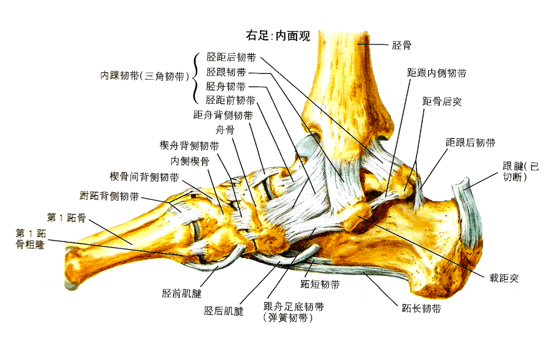 掌侧跟骰韧带(掌短韧带) 内侧群(三角韧带) 踝关节解剖结构 1