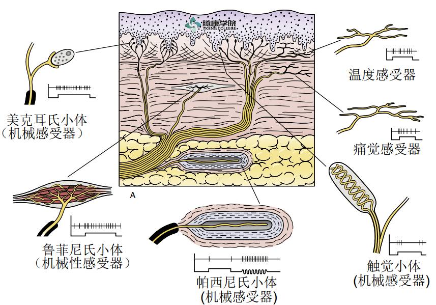 疼痛解剖学|机械感受器的功能解剖
