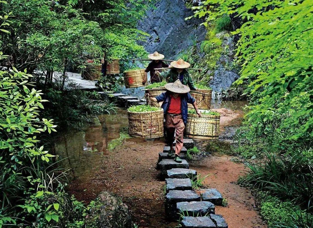 建议|一次性把茶王岩茶讲清楚！(建议收藏)