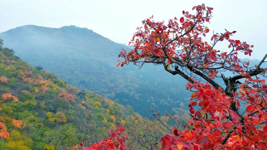 黄栌|龙袍之所以是黄的,主要还是因为皇帝太任性