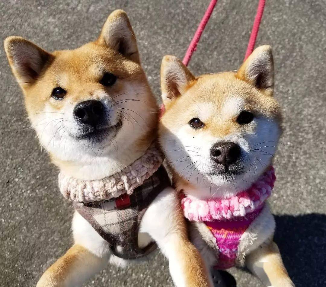 日本网友家:柴犬母子的搞笑暖心日常,实在是惹人爱!