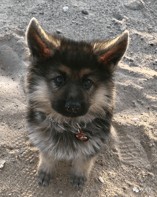 永远冻龄3岁德牧长得像小型犬