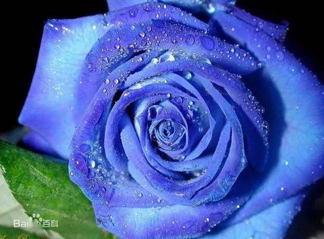 蓝色妖姬玫瑰 896a23f543d74e11980ba0ec20201eca.jpeg