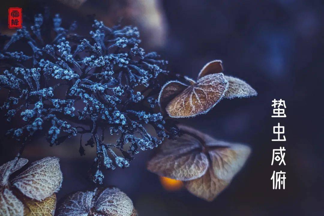 三候丨蛰虫咸俯整个大地一片金黄此时节草木枯黄,落叶满地二候丨草木