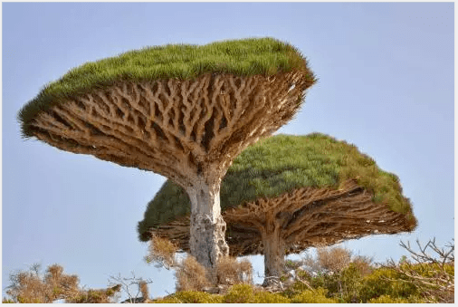 世界上最千奇百怪的树,最后一棵惊艳了千年!