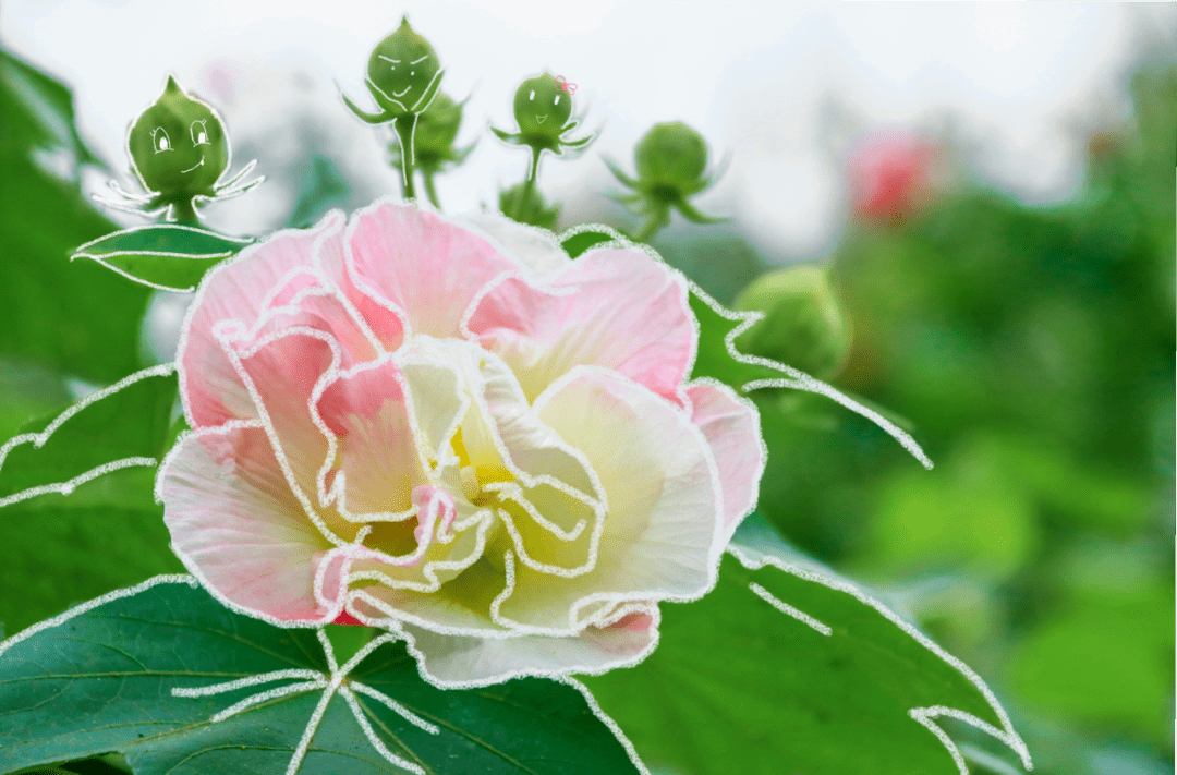 映像青白江|芙蓉花一开,好运自然来!_风景