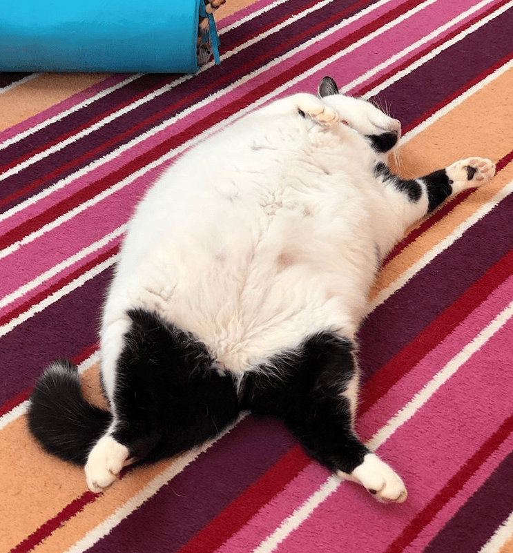 一只猫能有多胖 f90fc027151c4b3a9f23dbfa0ecb60a5.png