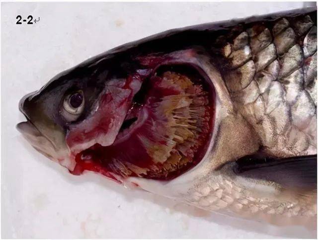 常见两种鱼类烂鳃的辨别与防治:细菌性烂鳃病和寄生虫