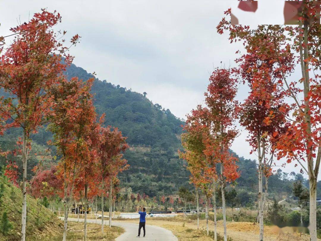 岭南红叶世界种植的枫树品种是 美国红枫,又叫火焰树 因其枫叶红时似