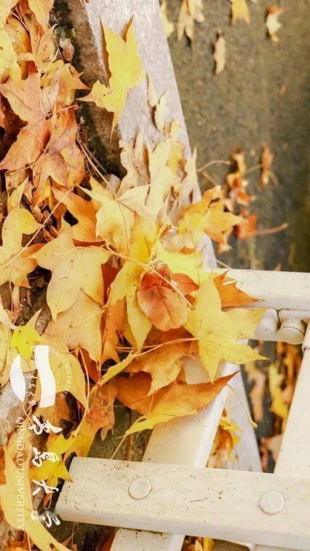 霜降秋风萧瑟天气凉草木摇落露为霜