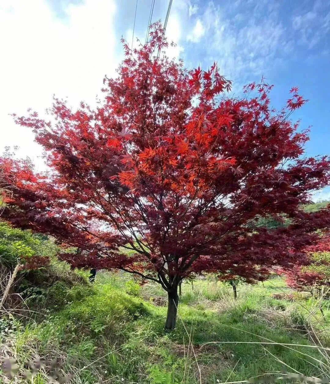 苗搭档vip供应红枫樱花垂丝海棠等快来接住这浪漫的小拳拳