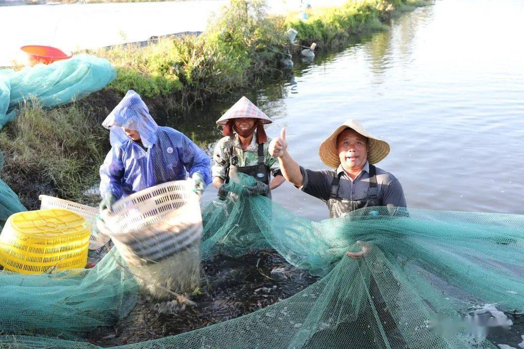 东兴丰收节里庆丰收鱼虾满仓喜洋洋