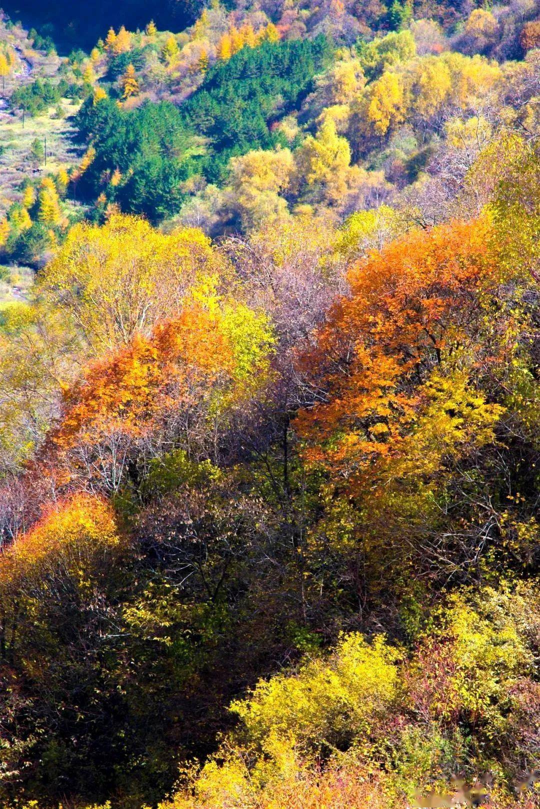 1037金秋六盘山,入目皆风景