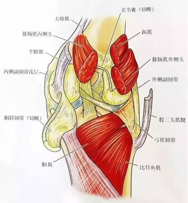 膝关节解剖-膝关节的四面观_韧带