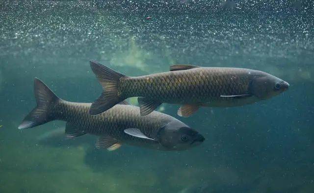 秋末|鱼儿不吃钩的5大特征秋末冬初季节交替